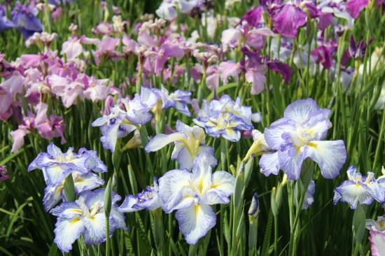 Garten Horikiri Shobu